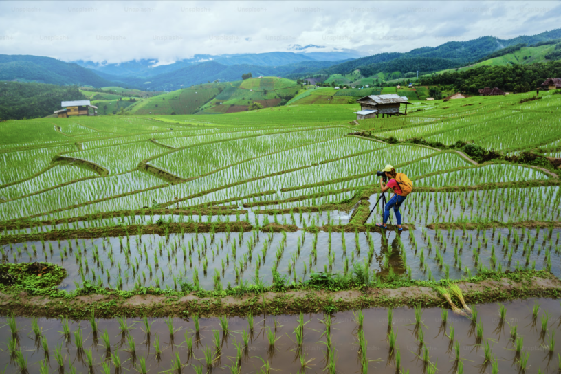 Rice crop field with a photographer on the bottom right